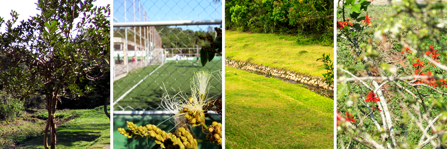 Mosaico com quatro fotografias sendo a primeira de uma árvore com tronco trançado e galhos com folhas verdes, a segunda de uma flor amarela com linhas finas brancas e galho verde, a terceira campo aberto com um pequeno degrau de pedras com grama e árvores ao fundo, e a quarta de galhos finos com folhas verdes e algumas flores vermelhas.